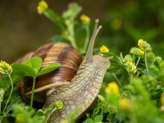Une cagouille (un escargot petit-gris) en gros plan dans la nature