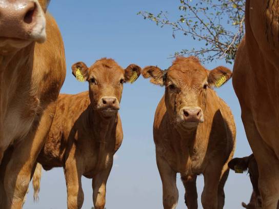 Des veaux du Limousin