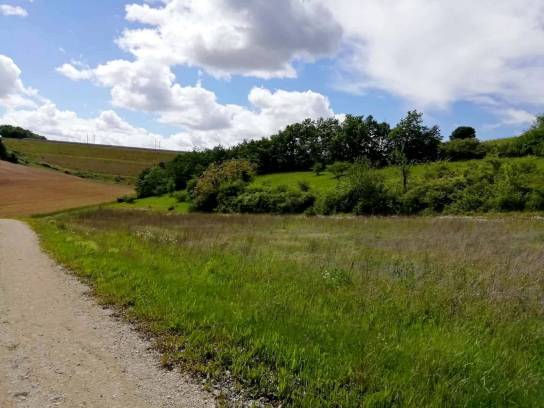Les coteaux calcaires entre les Bouchauds et Marsac, Charente, Nouvelle-Aquitaine, France.
