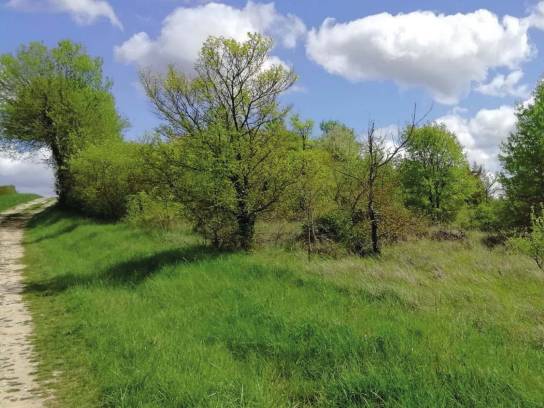 Les coteaux de Marsac, Charente, Nouvelle-Aquitaine, France.