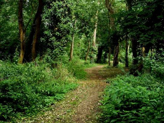 Sentier sur l'île Marquet - Angoulême, Charente, Nouvelle-Aquitaine, France.