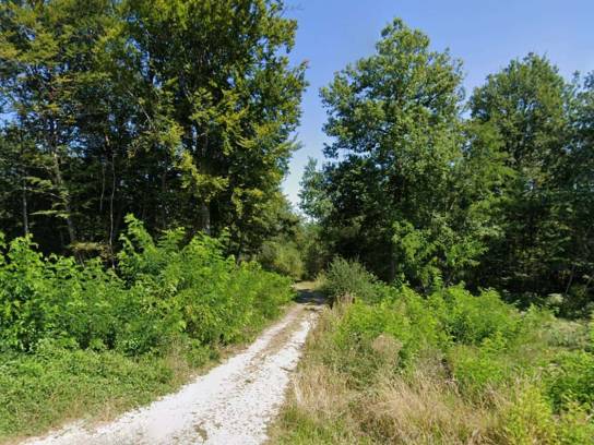 La forêt de Dirac, Charente, Nouvelle-Aquitaine, France.