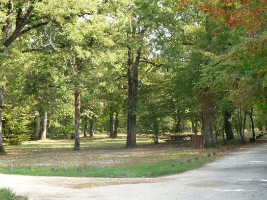 La forêt de la Braconne - Mornac, Charente, Nouvelle-Aquitaine, France