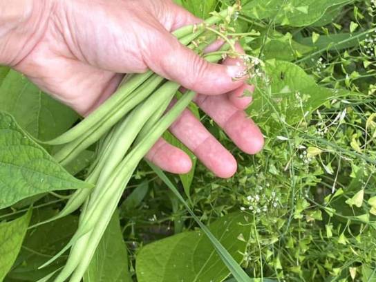 La Cueillette Fabulette - Une poignée de haricots verts - Soyaux, Charente, Nouvelle-Aquitaine, France.