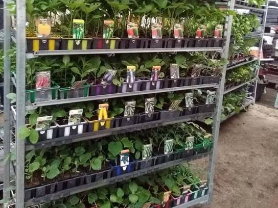 EARL Desbordes - Des plants de légumes - Saint-Yrieix-sur-Charente, Charente, Nouvelle-Aquitaine, France.