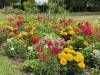 Jardin public Eugène Bureau - La Couronne, Charente, Nouvelle-Aquitaine, France.