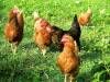 Le Bosquet des Cocottes - Des poules - Sers, Charente, Nouvelle-Aquitaine, France.