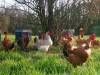 Volailles Cadier - les poules - Vouzan, Charente, Nouvelle-Aquitaine, France.