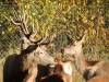 Des cerfs des Eaux Claires - Voeuil-et-Giget, Charente, Nouvelle-Aquitaine, France.