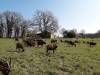 Au Jard'in des Chèvres : les chèvres - Vouzan, Charente, Nouvelle-Aquitaine, France.
