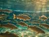Pisciculture des Sources de la Touvre - Vue subaquatique de truites fario aux reflets irisés nageant dans l'eau cristalline d'un bassin en béton avec des faisceaux de lumière dorée - Touvre, Charente, Nouvelle-Aquitaine, France.