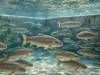 Truite Bellet - Vue sous-marine de truites fario d'élevage nageant dans l'eau cristalline d'un bassin de pisciculture en béton avec reflets lumineux - Ruelle-sur-Touvre, Charente, Nouvelle-Aquitaine, France.
