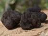 Truffière Le Brissonneau - Des truffes - Saint-Saturnin, Charente, Nouvelle-Aquitaine, France.