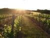 Le Maine Castay - La vigne au printemps - Torsac, Charente, Nouvelle-Aquitaine, France.
